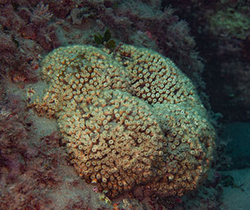 Fondation Projet Naturdive